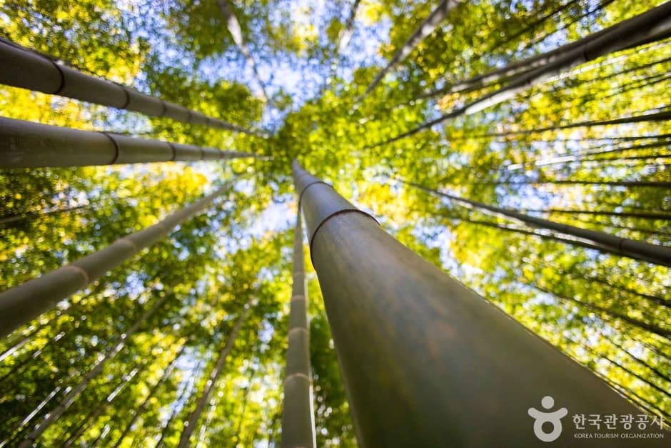 Looking upward into the bamboo canopy at Ahopsan Forest
