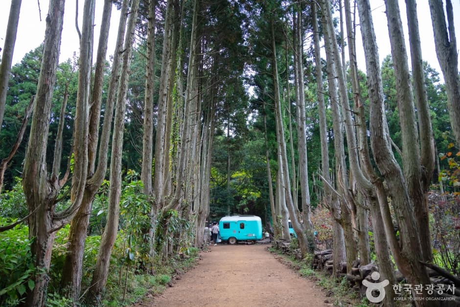 Tree-lined path and blue caravan in Secret Forest near Andol Oreum