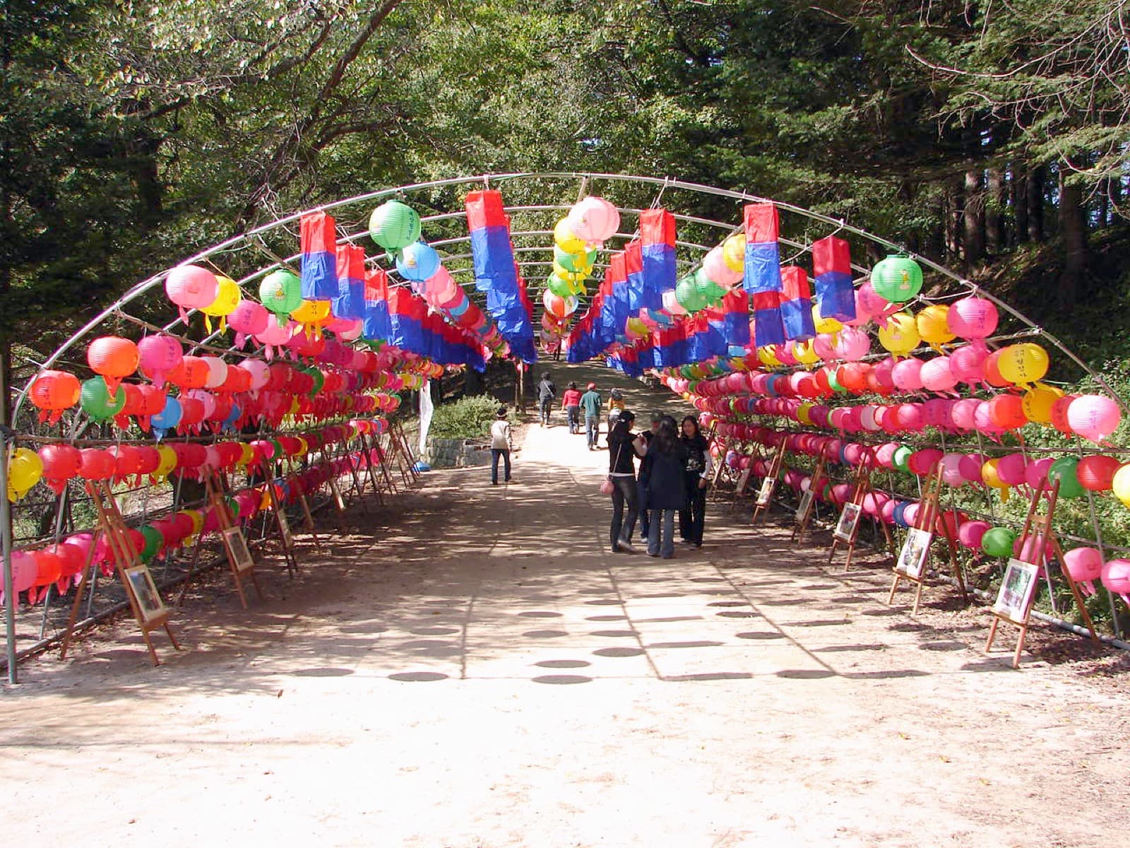 月精寺冷杉林